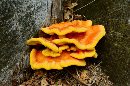 Laetiporus sulphureus mushroom log photo