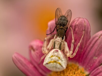 Nature close up insect