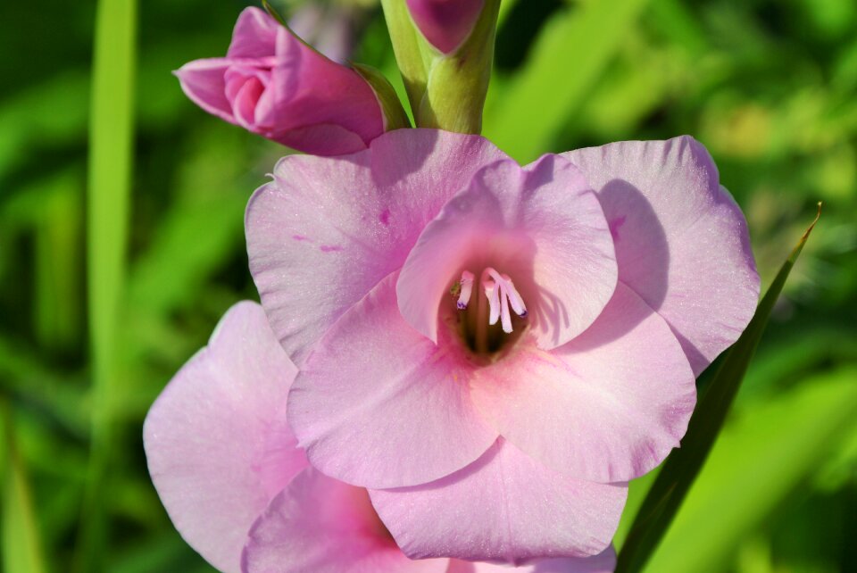 Sword flower blossom bloom