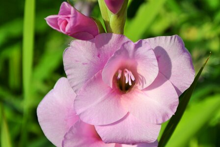 Sword flower blossom bloom