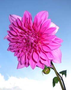 Bloom pink sky