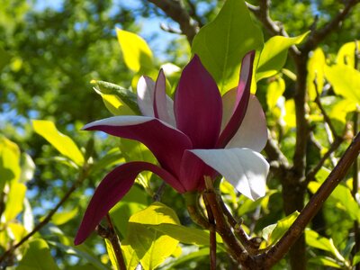 Magnolia botanical garden spring