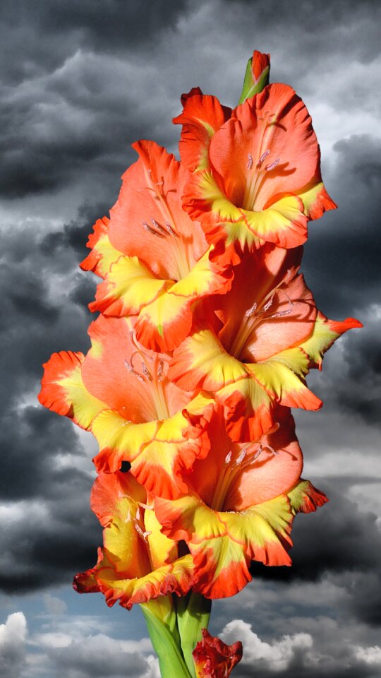 Sword flower blossom bloom