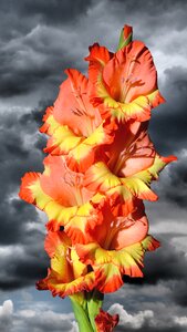 Sword flower blossom bloom