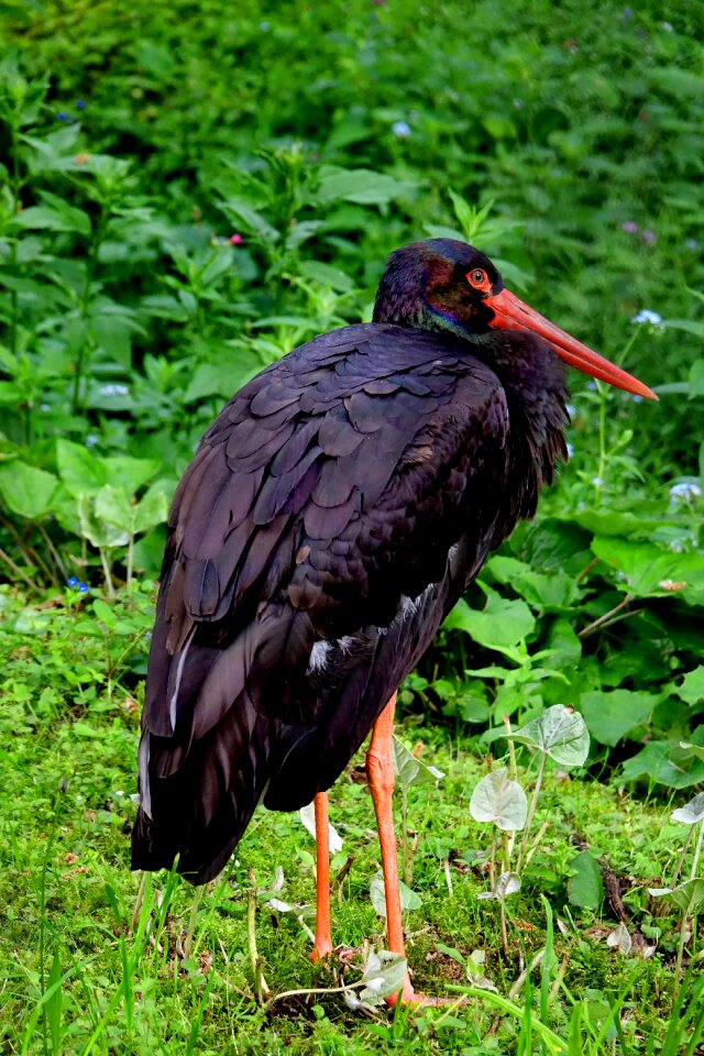 Black stork plumage animal picture