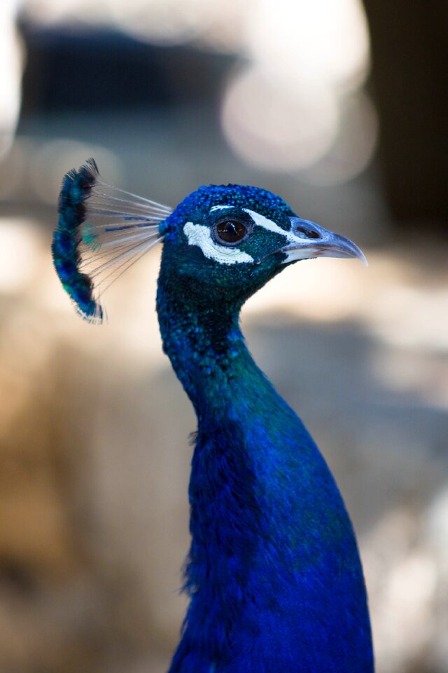 Nature peacock neck