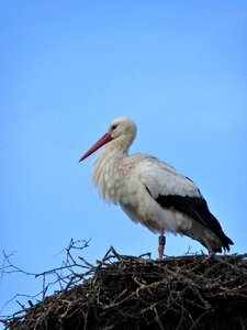Animal world nature plumage