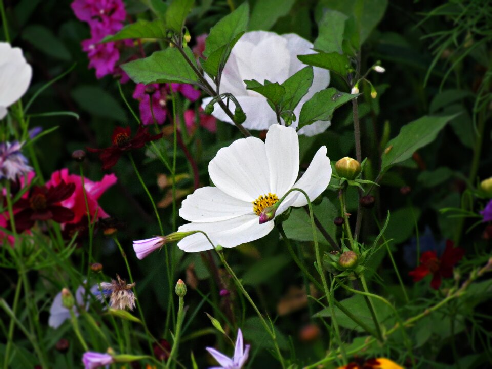 Meadow flowers nature