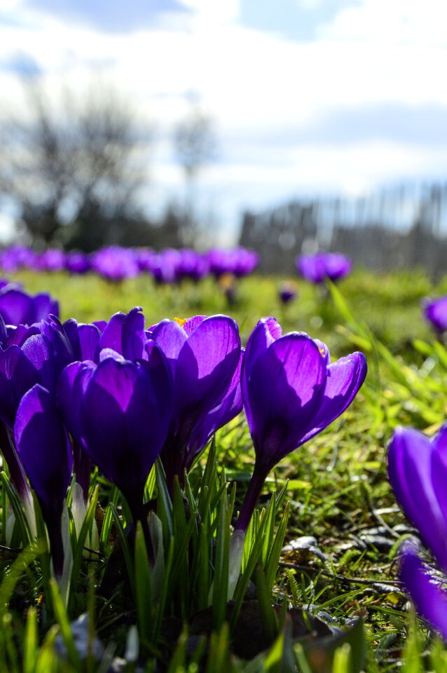 Garden season spring photo