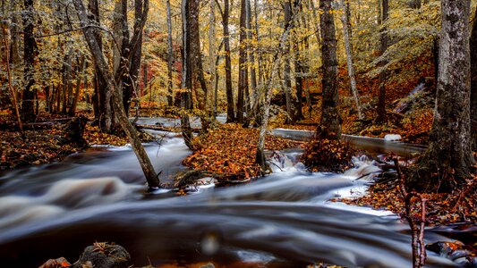 Leaf tree season photo