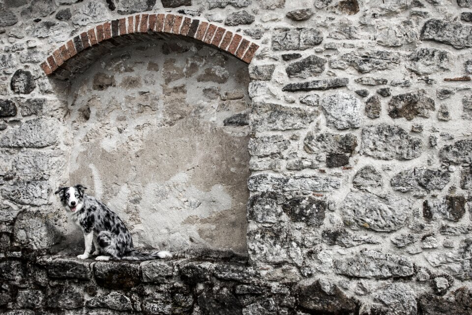 Old architecture dog