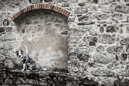 Old architecture dog