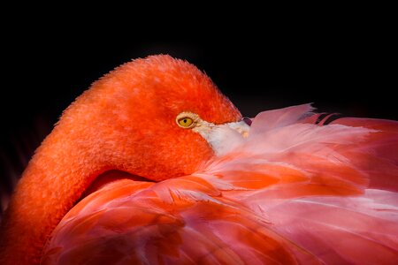 Animal life tropical flamingos