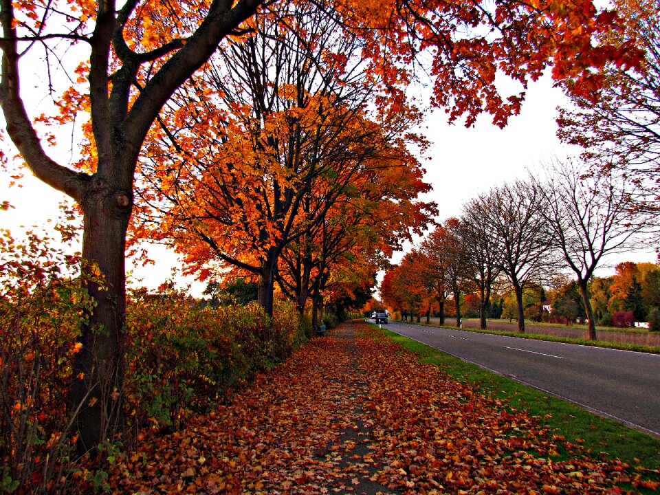 Foliage colors gold
