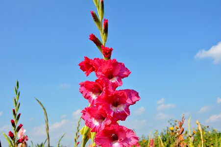 Sword flower blossom bloom