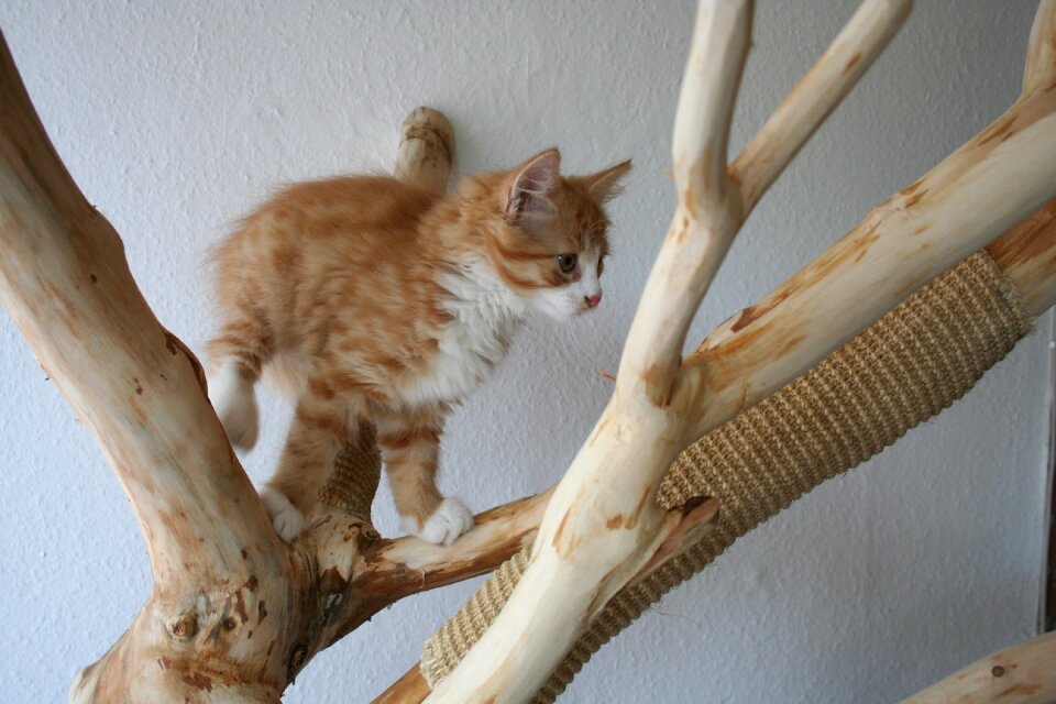 Kitten cat baby red