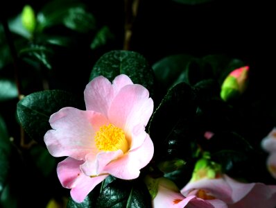Blossom bloom camellia