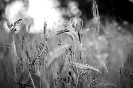 Black and white meadow melancholy