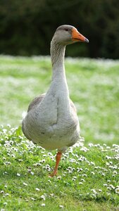 Animal fauna nature