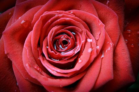 Affection blooming romance