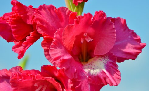 Sword flower blossom bloom