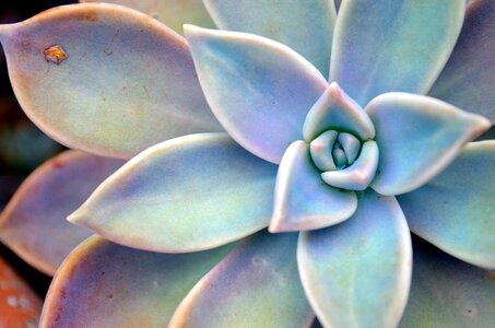 Star plant green