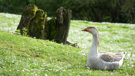 Nature outdoor lawn