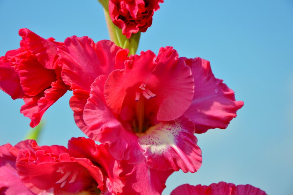 Sword flower blossom bloom