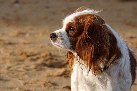 Animal purebred dog race