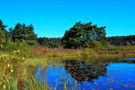 Heide ven moorland