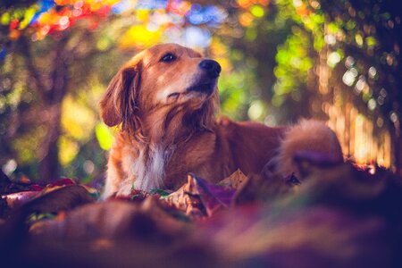 Canine mutt animal photo