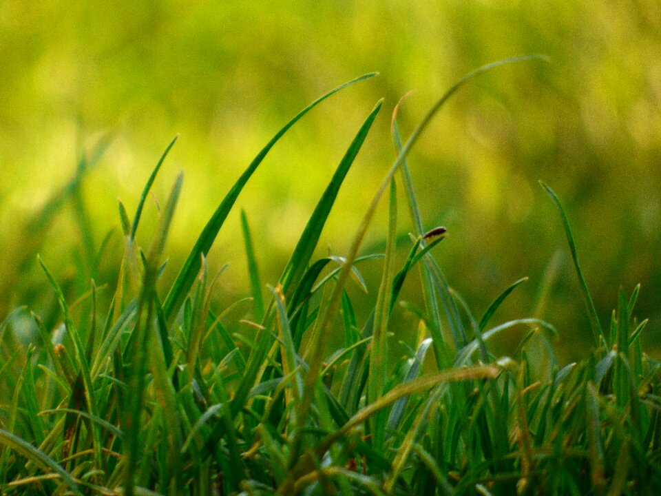 Autumn green clear