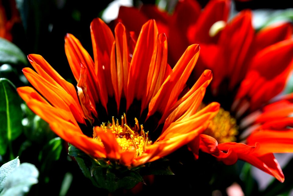 Orange flowers midday flowers