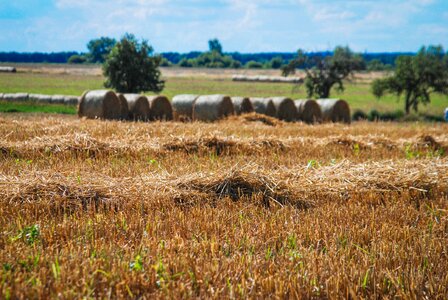 Grain lany countryside photo