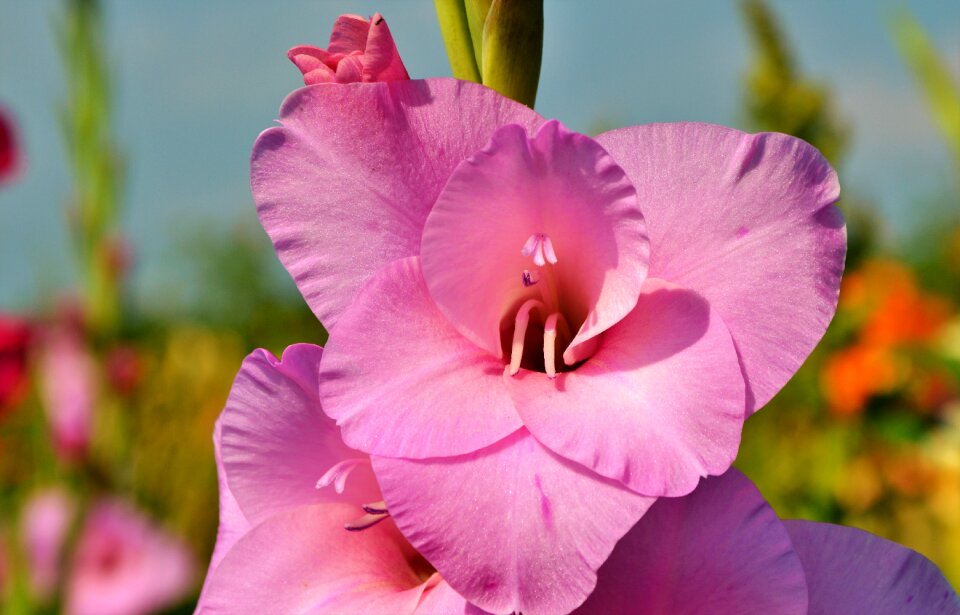Sword flower blossom bloom
