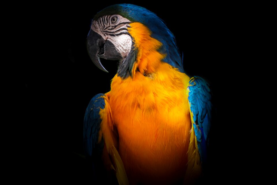 Feather bird animal
