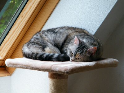 Hide nose sleeping cat kratzbaum