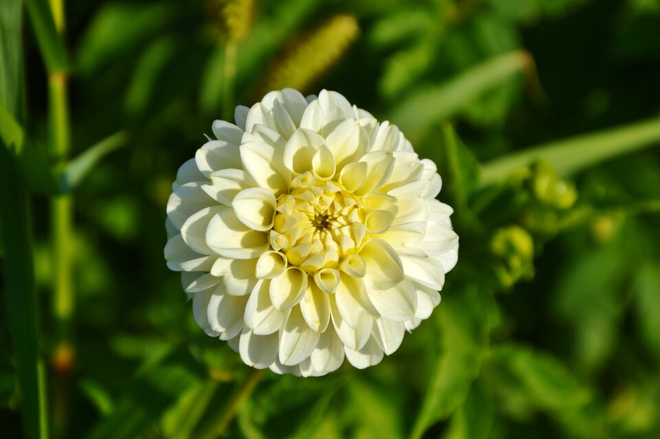 Dahlia garden garden plant blossom