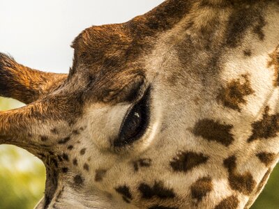 Giraffe eye close up