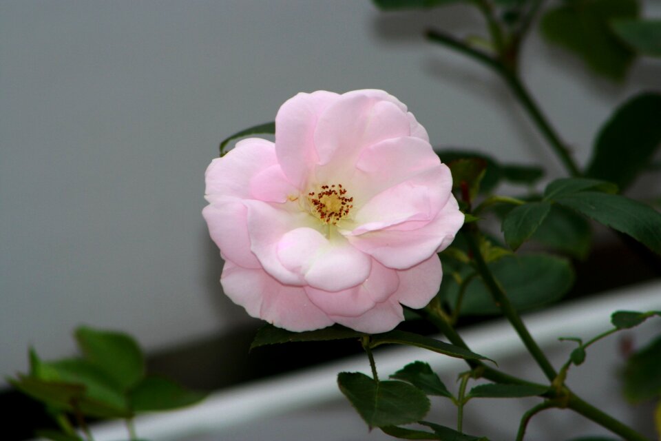 Blossom bloom camellia