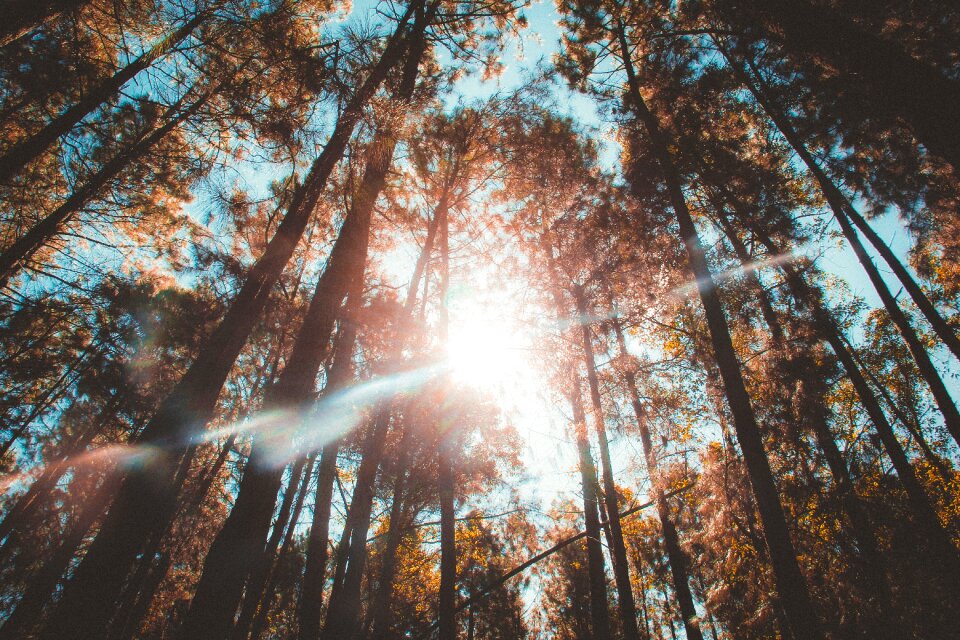 Nature trees trunks