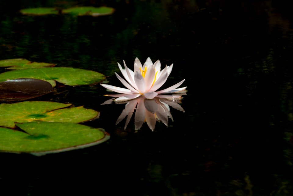 Water lilies wildflower leaf