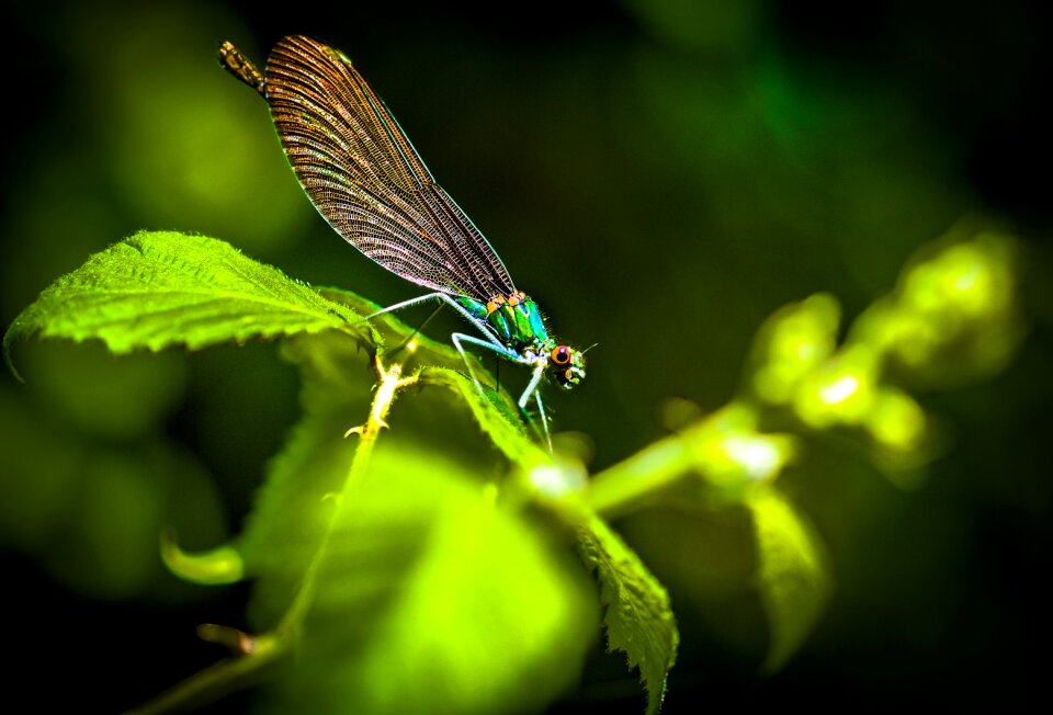 Insect macro colors
