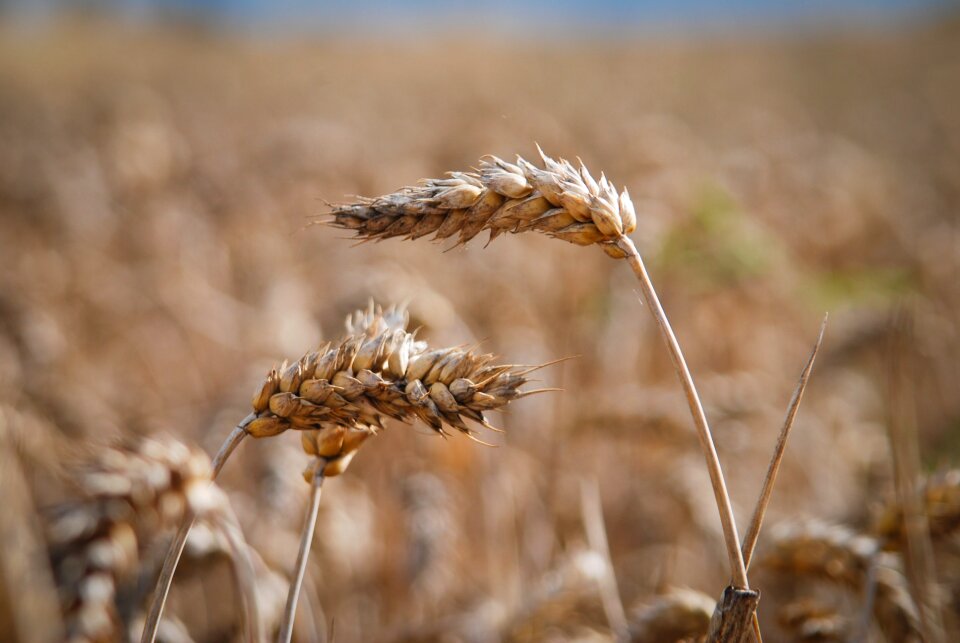 Agriculture nature summer