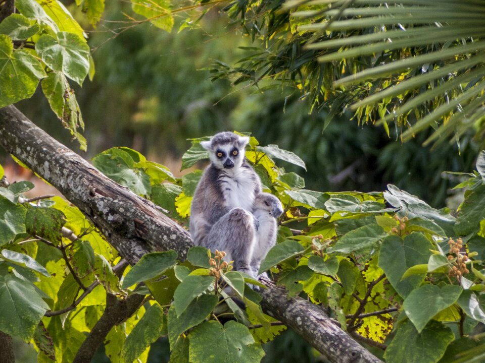 Maki catta lemur look