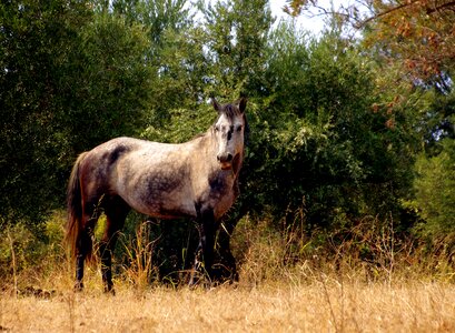 Mare horses pollino national park