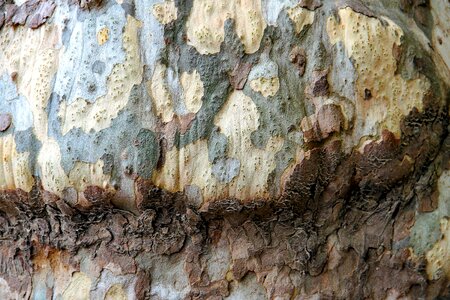 Tree nature pattern