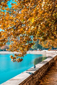 Tree lake colors