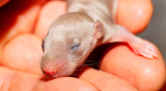 Portrait cute helpless innocent