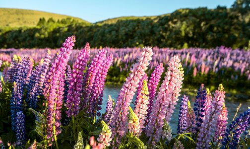 Nature plant lupin photo